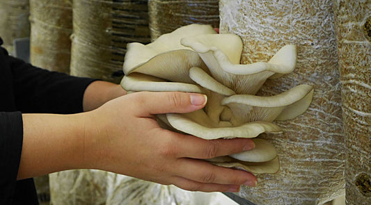 Webinar "In fünf Schritten zur professionellen Pilzzucht"